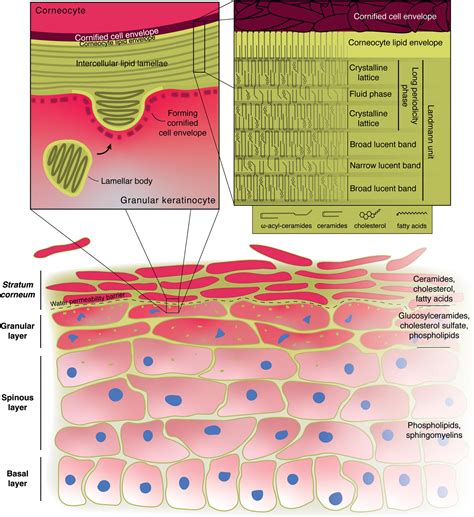 thickness of lipid layer